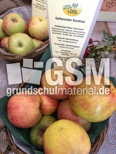 Geflammter Kardinal.jpg
